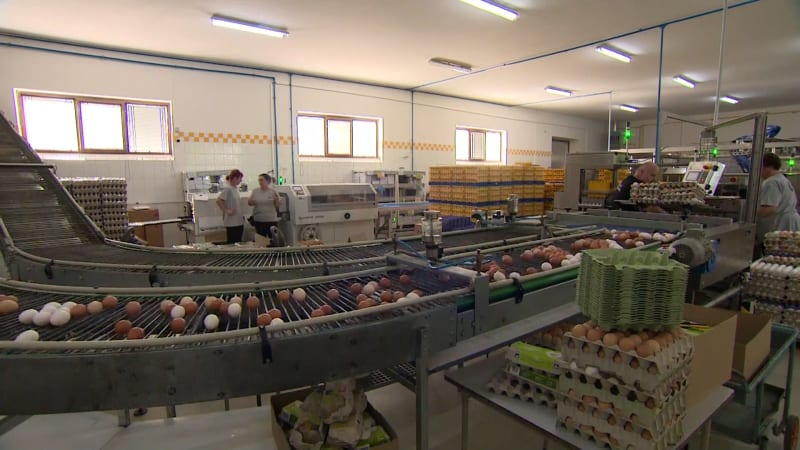 Vejce v novém roce zdraží, tuší chovatelé. O ceně rozhodne i slib, nad nímž stále visí otazník