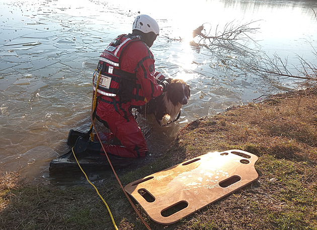Pes běžel za nutrií na tenký led a propadl se do rybníka