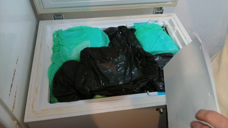 Stovku mrtvých koťat skrývala v mrazáku. Žena z Teplic přesto zůstává na svobodě