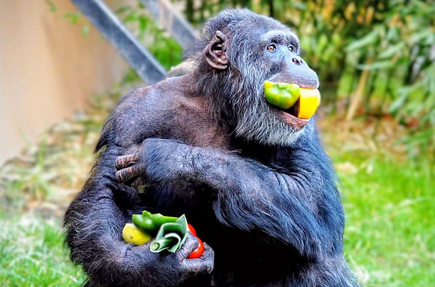 Udělali inventuru krmiva a zjistili, kdo je jaký žrout. Od papoušků po hrocha
