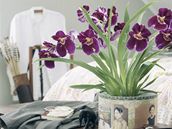 Nepřemokřit, nevysušit. Velký přehled péče o pokojovky, které máte rádi