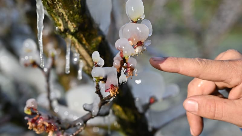 Česko v sevření nočních mrazů: MAPA ukazuje, kde udeří. Experti varují majitele meruněk