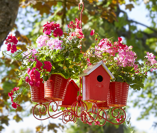 Mnoho pěstitelů netuší, co dělá špatně. Jarní péče o muškáty má pravidla