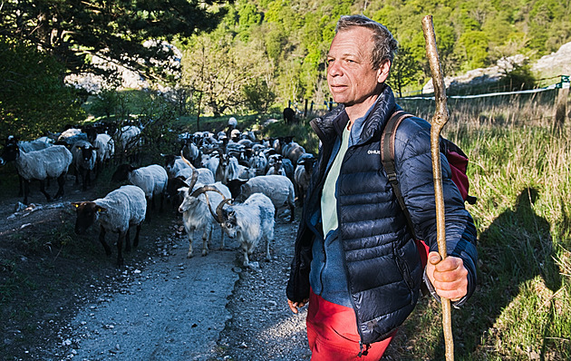 OBRAZEM: Jako kdysi. Ovce a kozy spásají svahy Pálavy, hlídá je pastevec profesionál