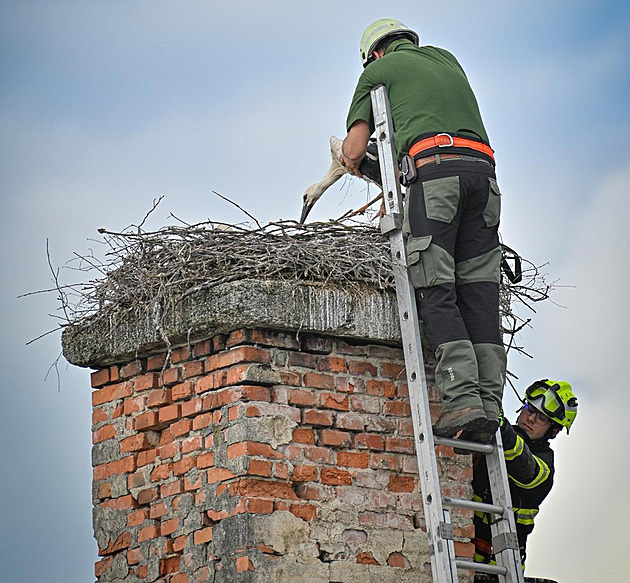 Další čapí mládě na Chebsku přišlo o poraněnou nohu, dostane protézu